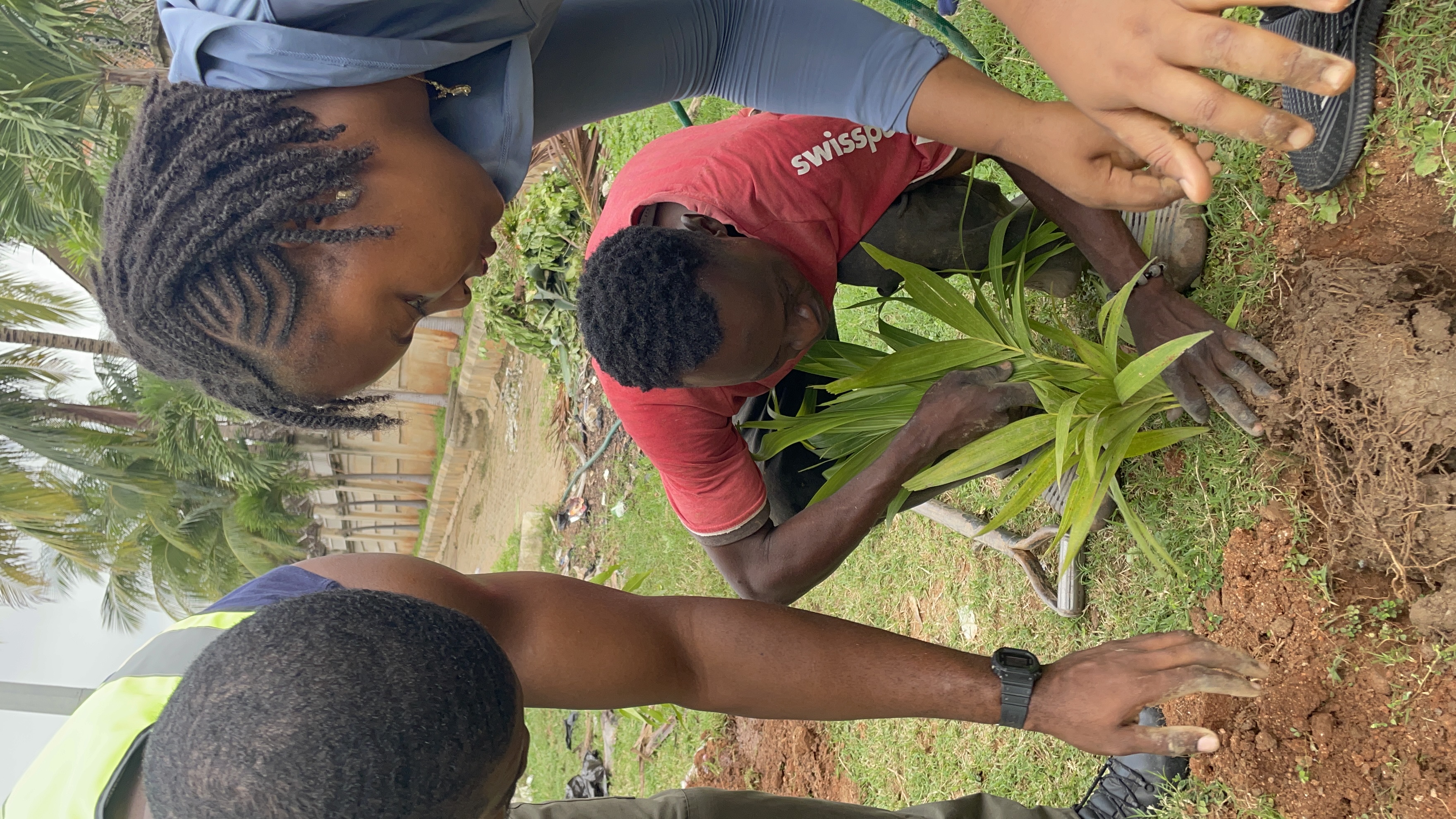 Community members planting a palm tree together